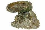Bumpy Ammonite (Hoploscaphites) With Clams - South Dakota #137286-2